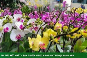 Hoa lan xuống phố ngày cận Tết, giá bán gấp đôi vẫn đắt hàng