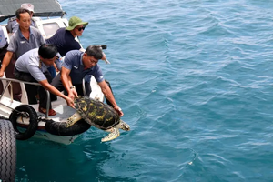 Cá thể rùa biển được thả về tự nhiên ở Phan Thiết: Loài siêu hiếm