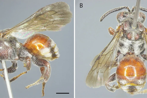 Loài ong mới được phát hiện tại VQG Vũ Quang có gì đặc biệt?