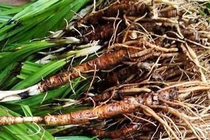 Loại cây dại trên núi 1 triệu/kg, Việt Nam có nhiều