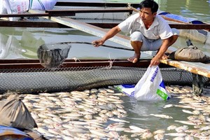 Công an khảo sát vụ cá chết hàng loạt tại Đồng Nai