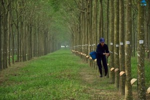 Giá cao su tăng có cứu được bầu Đức?