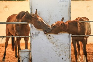 Những dự án trường đua ngựa triệu đô tại Việt Nam