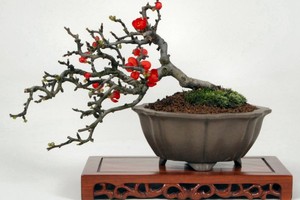 Chán đào “khủng”, dân Hà Thành săn lùng đào bonsai 2 gang tay