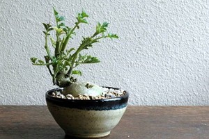 Mê tít bonsai khoai tây bé như ngón tay tuyệt đẹp