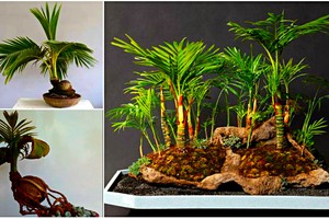 Chiêm ngưỡng những chậu dừa bonsai "không thể dị hơn"