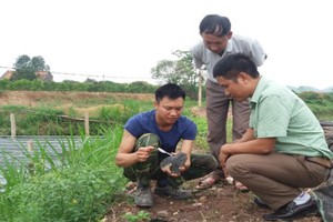 Ném tiền tỷ xuống ao lấy ngọc 