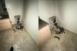 Sét đánh toilet căn hộ, nhìn cảnh hiện trường mà không thể tin nổi