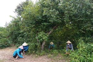 Cả xã kéo nhau đi nhặt “lộc rừng”, thu hàng tỷ đồng