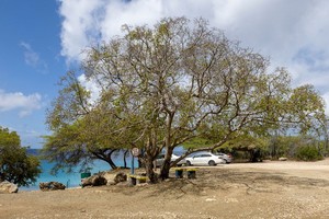 Tại sao Manchineel được coi là loài 'cây sát thủ'?