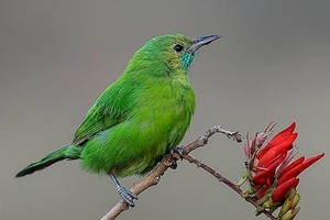 Sinh tháng Âm lịch này cả đời thiện lương, vượng vận quý nhân