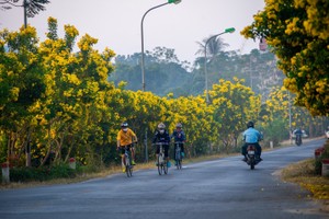 Con đường nở hoa chuông vàng Hà Nội gây 'bão mạng'