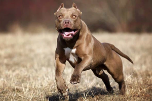 11 loài chó hung dữ nhất thế giới, pitbull không phải đầu bảng