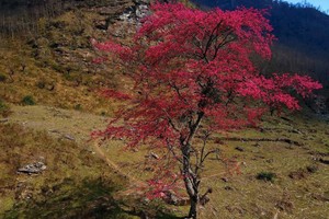 Trekking Lảo Thẩn, ngắm “cụ đào” bung nở tuyệt đẹp