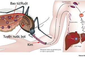 Cách nhận biết và phòng tránh muỗi vằn