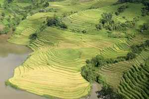 Ngắm “mùa vàng” trên những thửa ruộng bậc thang ở Bát Xát