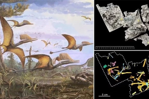  Phát hiện hóa thạch của loài tằn lằn bay ở Scotland