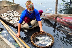 Cá chết trắng sông Châu Giang, người dân điêu đứng