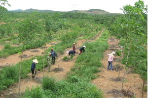 Thực trạng và những khuyến nghị trong quản lý, sử dụng đất đai có nguồn gốc từ nông - lâm trường