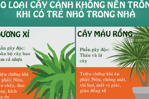 Nhà có trẻ nhỏ, tuyệt đối không trồng 10 loại cây này