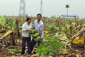 Đề nghị khởi tố vụ án côn đồ chặt hạ hàng nghìn cây chuối