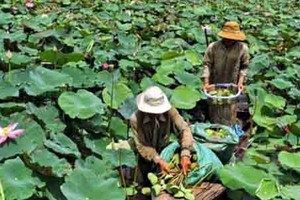 Kinh ngạc: Triệu phú, tỷ phú làm giàu từ những loại cây ngỡ bỏ đi