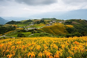 Choáng ngợp lễ hội hoa lily lớn nhất hành tinh