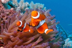 Cá hề Nemo đứng trước nguy cơ tuyệt diệt