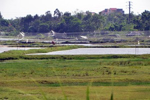 Tận diệt chim trời: "Mạng nhện" khủng giăng lưới bẫy chim ở Móng Cái