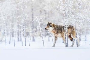 Chiêm ngưỡng thiên nhiên đẹp mê hồn qua ảnh National Geographic