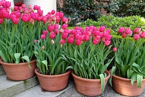 Trồng và chăm sóc hoa Tulip cho hoa nở đẹp như ý muốn