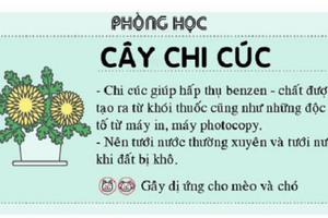 Đặt cây xanh trong nhà cũng đâu bừa bãi được để tránh rước họa vào thân