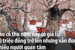 Video: Đào cổ thụ chơi Tết giá hàng chục triệu ở Hà Nội