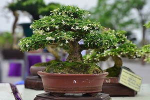 Ngắm bonsai mini đắt đỏ dành cho nhà giàu