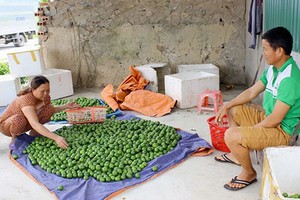 Người dân đi "mót" từng quả chanh, vẫn không có mà bán