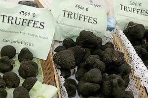 Mùa săn nấm truffle- đặc sản đắt đỏ nhất thế giới dưới lòng đất