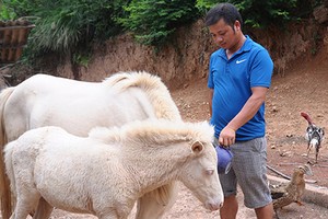 Nuôi đàn bạch mã trên thảo nguyên, xây nhà đẹp, sắm ô tô