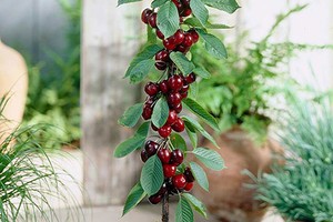 Mẹo trồng cherry tại nhà, vừa để trang trí vừa để lấy quả