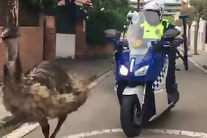 Video: Cảnh sát lái xe máy, ô tô truy đuổi đà điểu đến chết