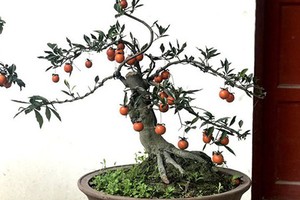 Đại gia bí ẩn xuống tiền mua hồng đá bonsai giá 1 tỷ đồng chơi Tết