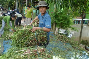 Đổi đời nhờ thả loài rau lớn như thổi, hái quanh năm