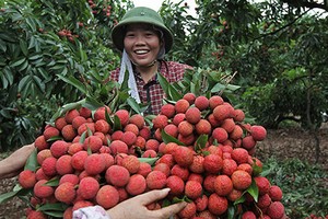 Nông dân ôm vài nghìn tỷ chia nhau, cả làng thành tỷ phú