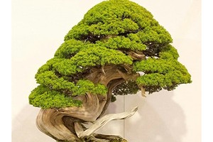 Trộm lẻn vào vườn bonsai 5.000 ha, trộm 7 cây quý gần 3 tỷ đồng