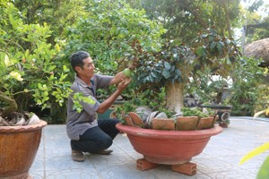 Ở nơi này, dân kiếm bộn tiền nhờ bonsai xoài, vú sữa