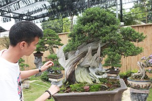 Hoa mắt vườn bonsai Nhật tiền tỷ giữa đất Bắc Giang