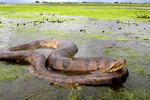 Video: Trăn Anaconda - quái vật khổng lồ đáng sợ nhất đầm lầy Amazon