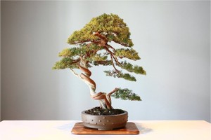 Lý giải nguyên nhân cây cảnh bonsai lại có giá trên trời