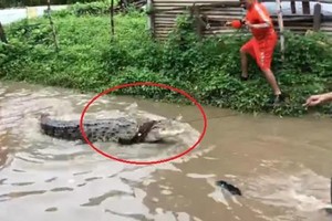 Video: Nước lũ tràn bờ, cá sấu lẻn vào khu dân cư 'trộm' chó ở Ấn Độ