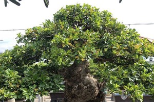 Mãn nhãn với cây ngâu bonsai cổ thụ trị giá hàng tỷ đồng