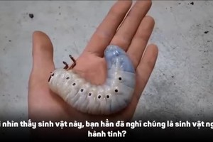 Video: Xem loài bọ như “sinh vật ngoài hành” tinh lột xác